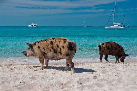 baie des cochons cap d agde|Expérience la baie des cochons .